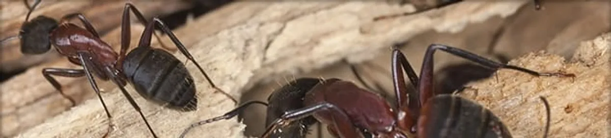 Close-up of ants on wood showing an active ant infestation in Aurora, CO