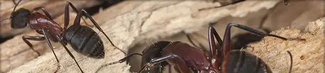 Close-up of ants on wood showing an active ant infestation in Aurora, CO