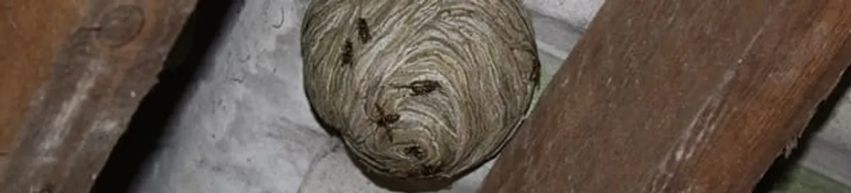 Wasp nest in an attic space, a common home infestation risk in Aurora, CO