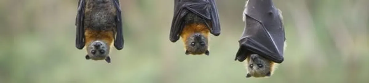 Bats roosting together, a common sign of a bat infestation in Aurora, CO