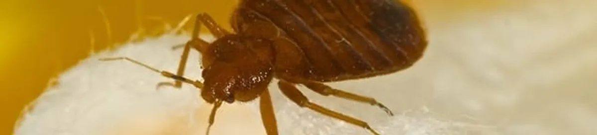 Close-up of a bed bug, a sign of an active infestation in Aurora, CO