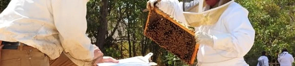 Bee removal specialists relocating a hive and honeycomb safely in Aurora, CO