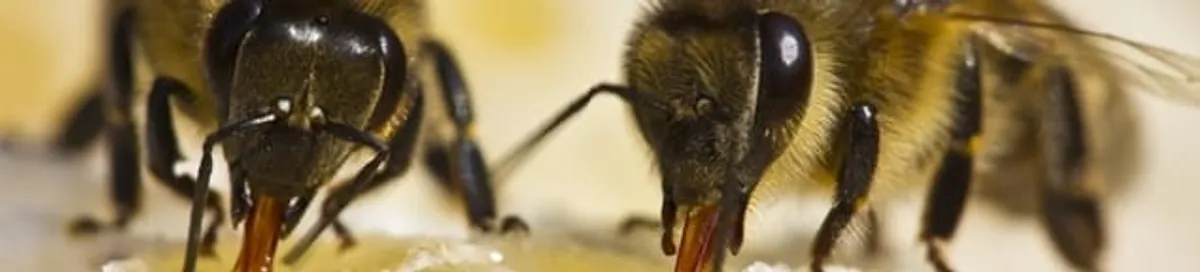 Close-up of honey bees, a sign of a nearby hive in Aurora, CO