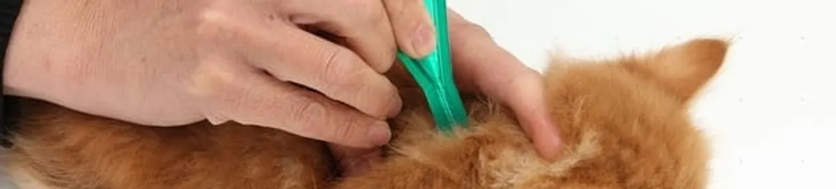 Flea treatment for pets using a flea comb, a sign of flea problems in Aurora, CO