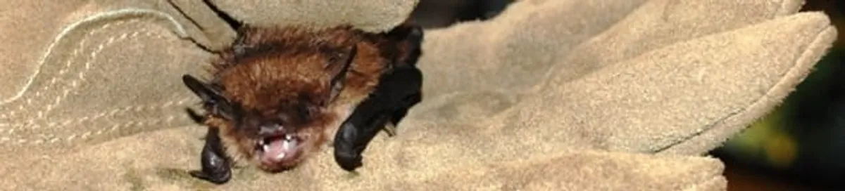 Bat removal specialist holding a bat safely during humane exclusion in Aurora, CO