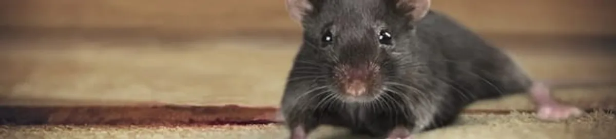 Mouse indoors, a common sign of a rodent infestation in Aurora, CO