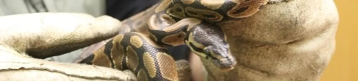 Snake removal specialist safely handling a snake with protective gloves in Aurora, CO