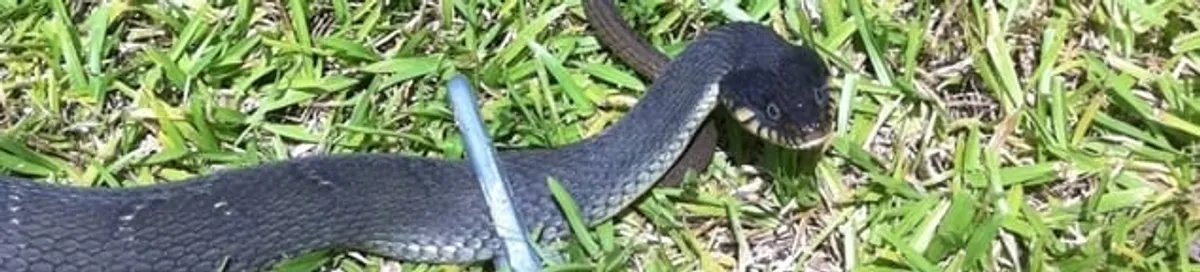 Snake in a yard, a common sign of a snake problem near a home in Aurora, CO