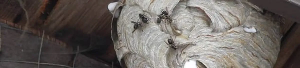 Close-up of a wasp nest with active wasps, a sign of an infestation in Aurora, CO